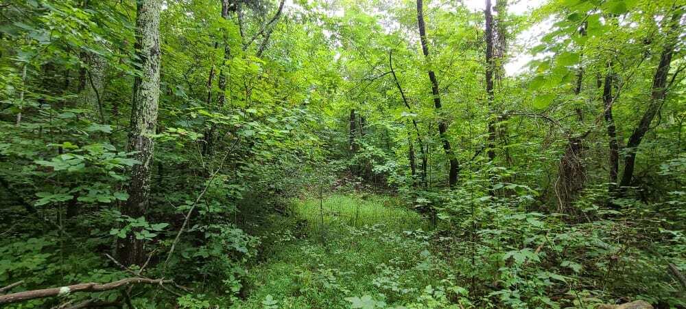 Photo #7: 000 Sandy Valley Road