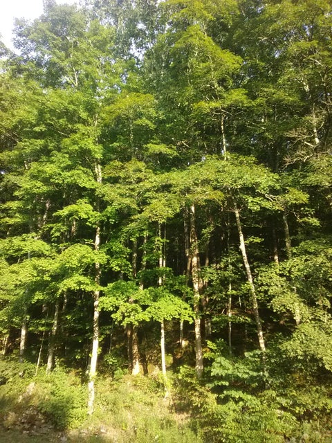 Photo #17: 0 Nickesville Hwy