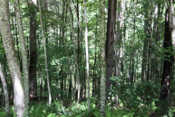 Photo #3: 000 Laurelwood Drive, Lot #34