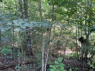 Photo #17: Tbd Hogan West Lane