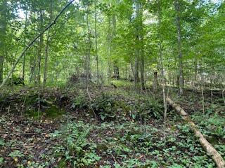 Photo #5: Tbd Hogan West Lane