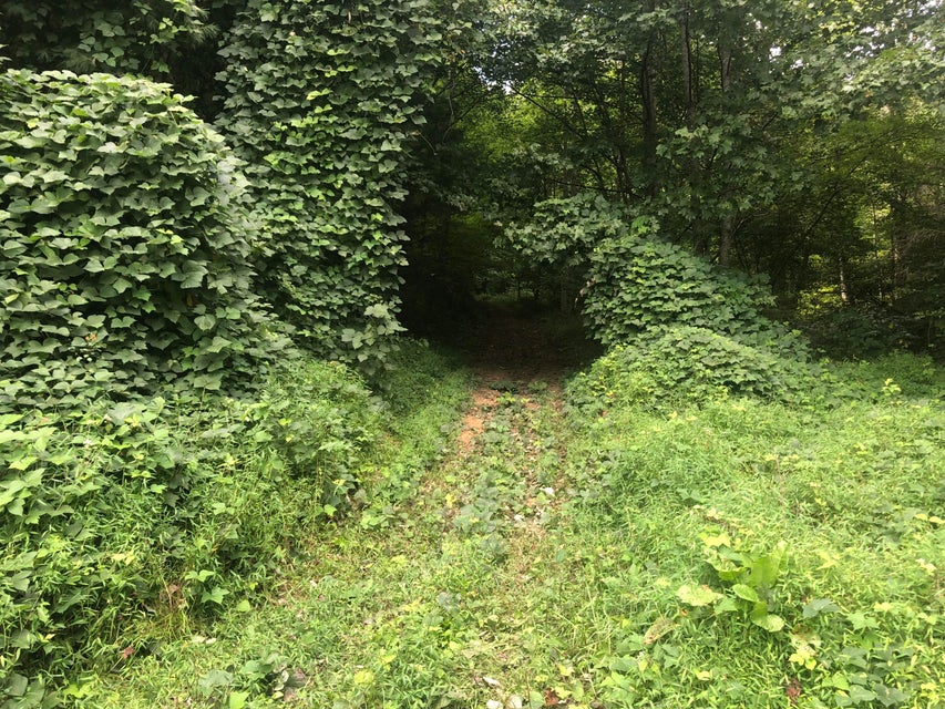 Photo #9: 343 Buck Mountain Road