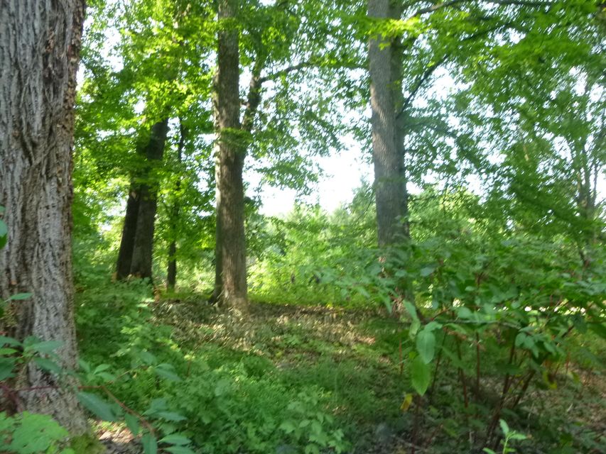 Photo #19: 0 Orebank Road