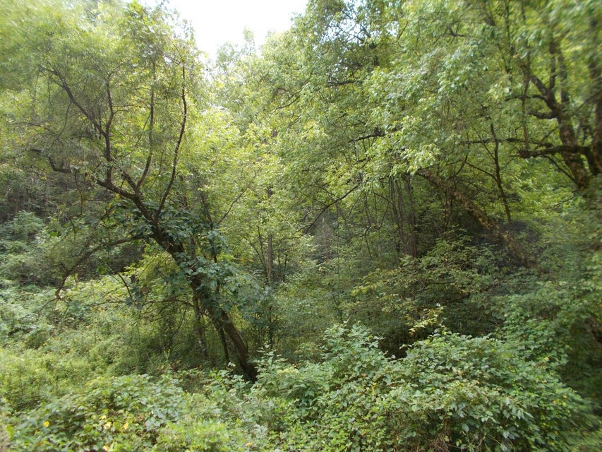 Photo #4: