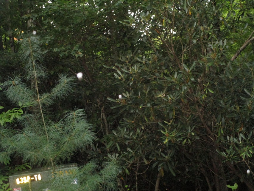 Photo #6: Lot 7 Wilderness Road