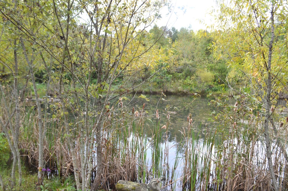 Photo #13: 4710 Little Chuckey Road