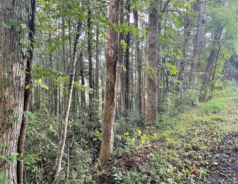Photo #3: 0 Cherokee Circle