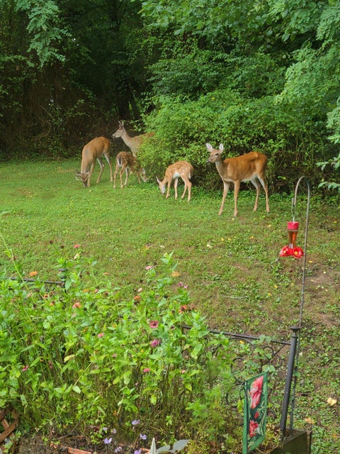 Photo #43: 524 Cherokee Drive