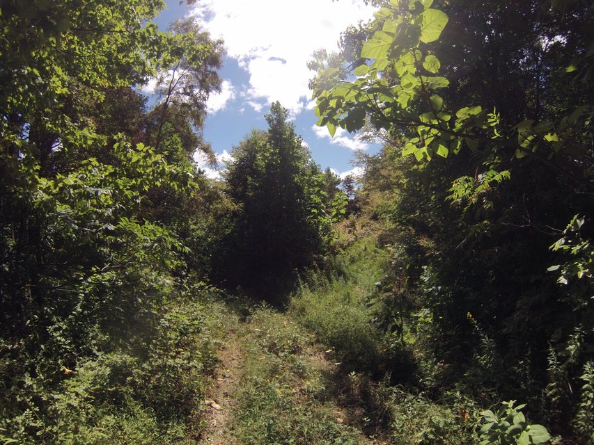 Photo #7: 305 Honeymoon Hollow
