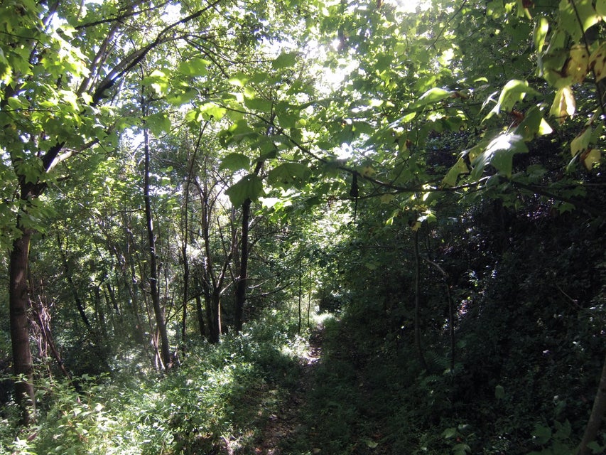 Photo #21: 305 Honeymoon Hollow