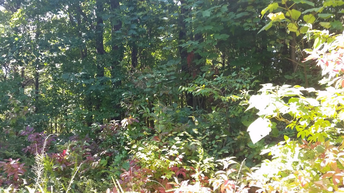 Photo #29: 307 Honeymoon Hollow