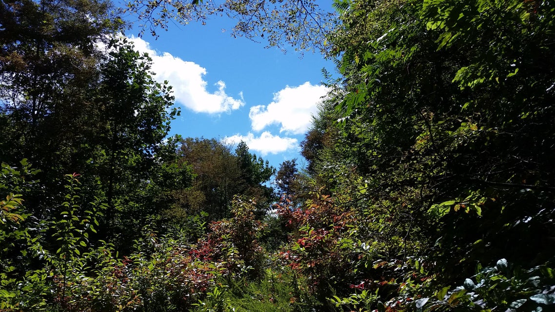Photo #31: 307 Honeymoon Hollow