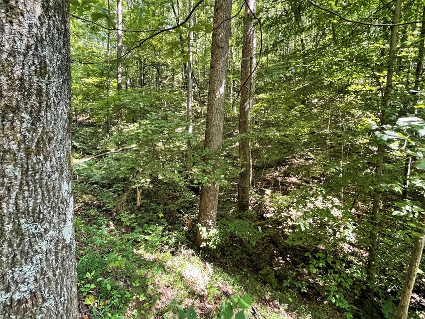 Photo #2: Tract Abc Dyer Hollow Road