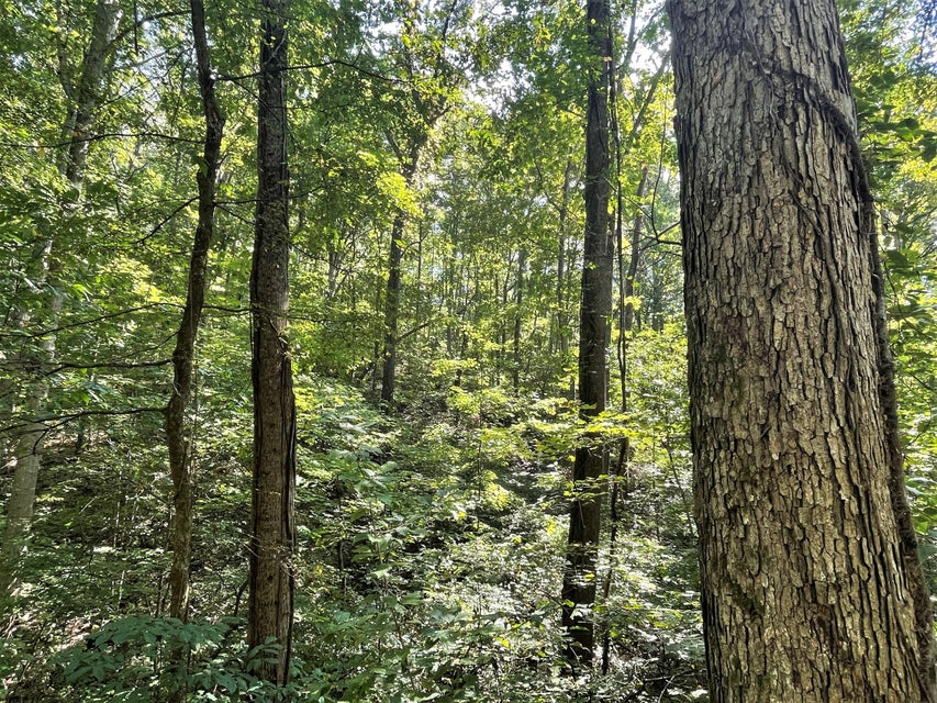Photo #10: Tract Abc Dyer Hollow Road