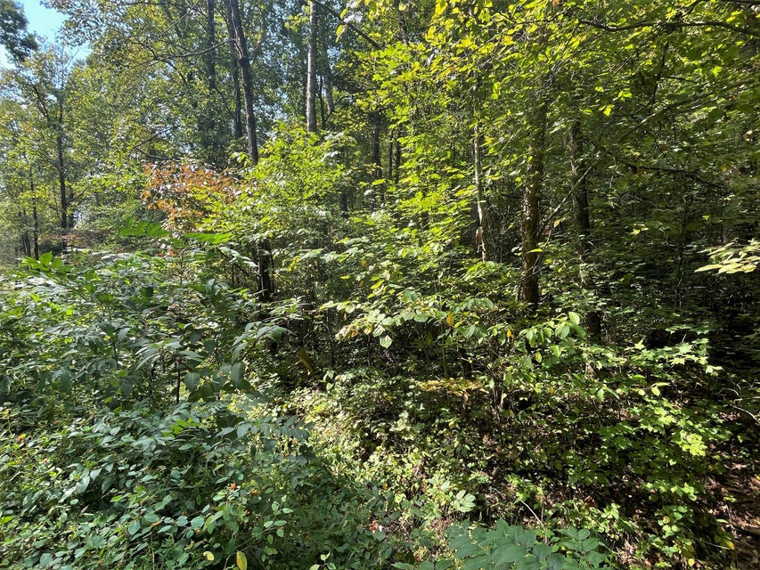 Photo #26: Tract Abc Dyer Hollow Road