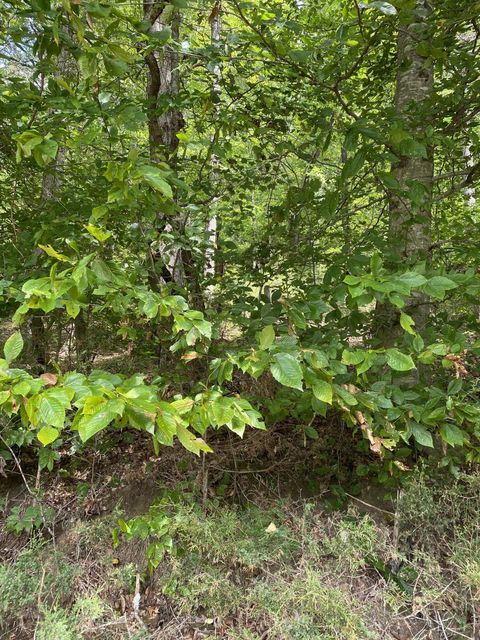 Photo #41: 902 Montgomery Hollow Road