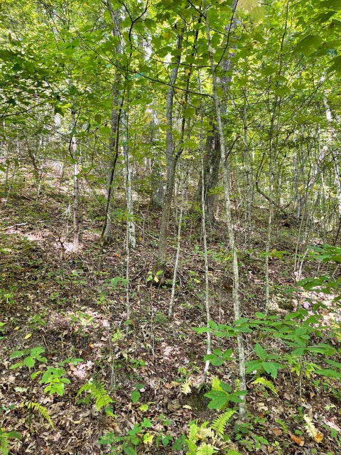 Photo #1: Tbd Mountain Wynd Drive