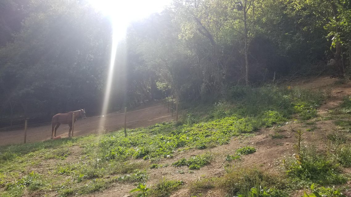 Photo #10: 284 Carr Hollow Road