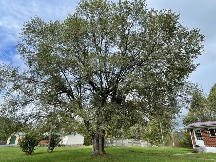 Photo #6: 233 Sycamore Drive