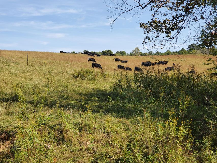 Photo #30: Tbd Gunter Corner Road