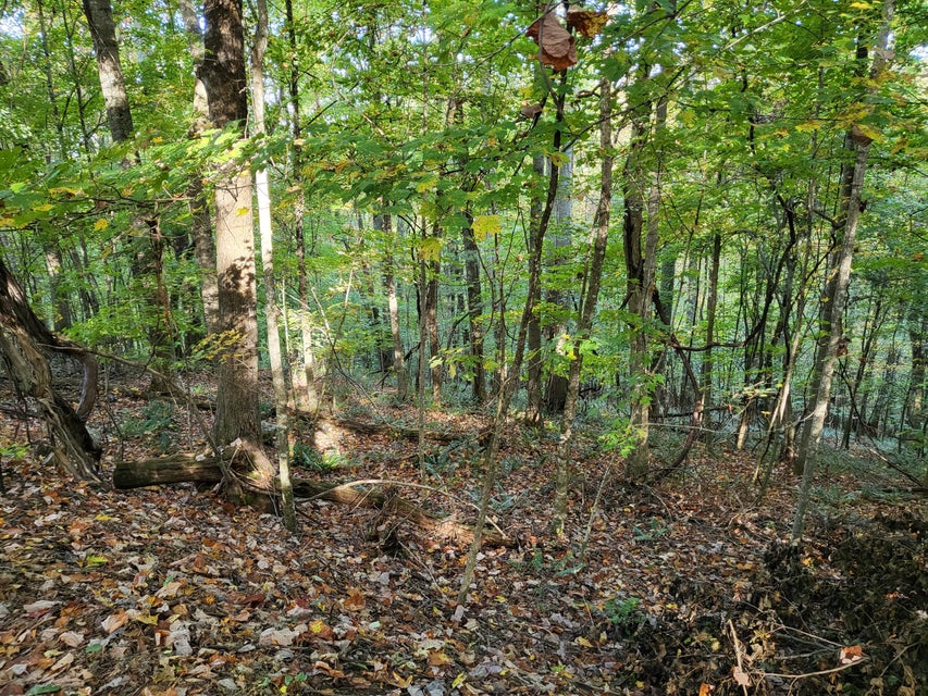 Photo #7: Tbd Pinecrest Street