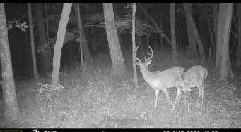 Photo #3: Tbd Bear Hollow Road