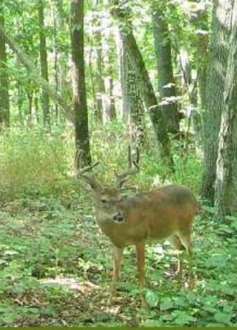 Photo #4: Tbd Bear Hollow Road