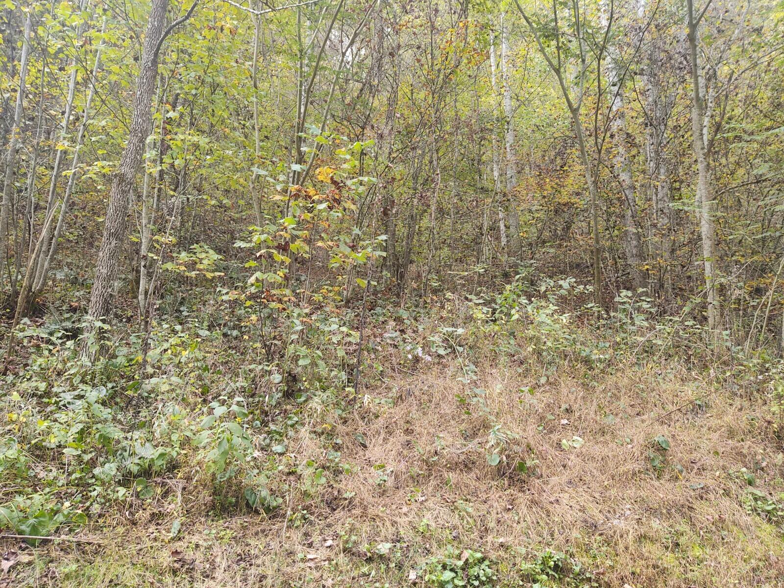 Photo #6: Tbd Bear Hollow Road