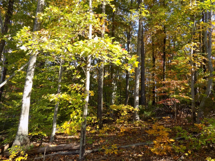 Photo #3: Tbd Lake Shadows Dr.