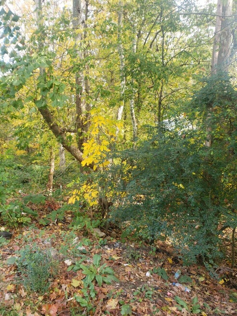 Photo #3: Tbd Reedy Creek Road