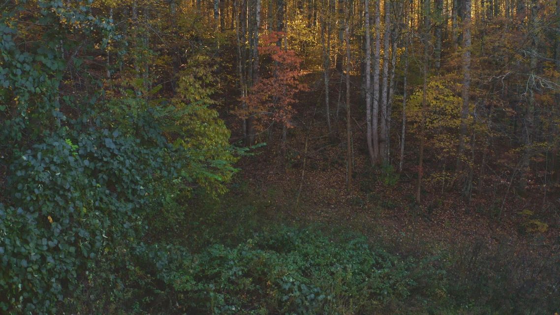 Photo #12: 410 Seay Hollow Road