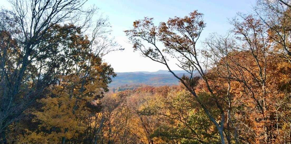 Photo #42: 351 Mountain Creek Court