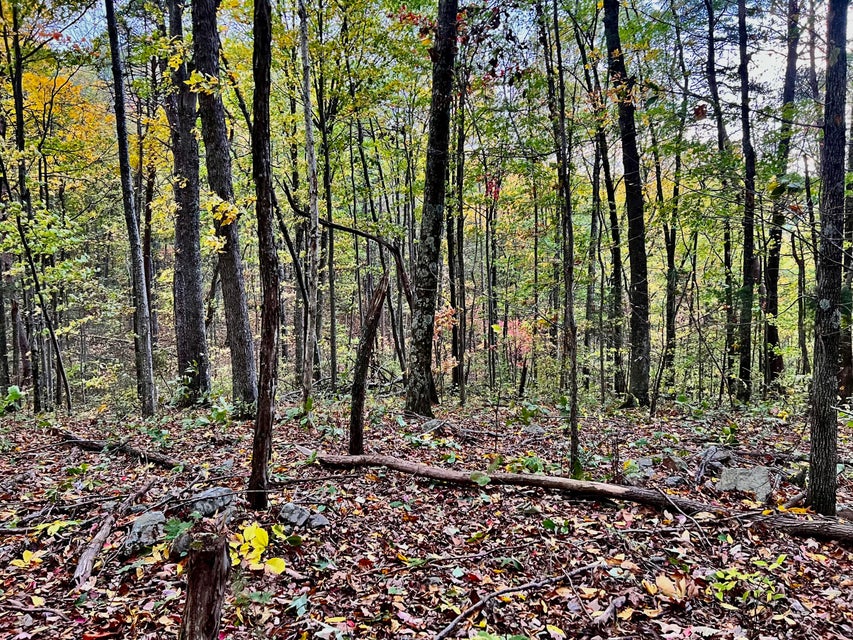 Photo #10: Tbd Grassy Creek Rd