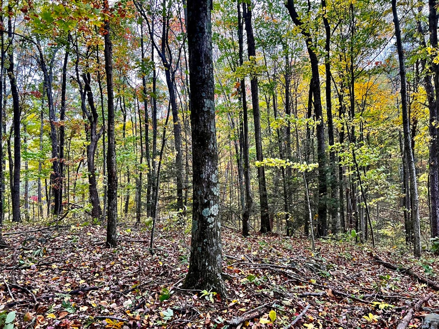 Photo #11: Tbd Grassy Creek Rd