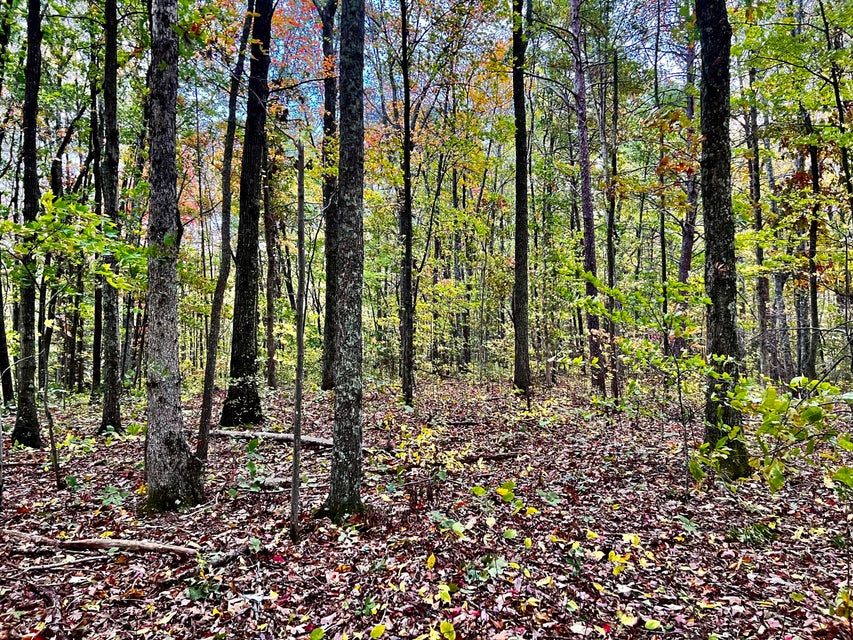 Photo #16: Tbd Grassy Creek Rd