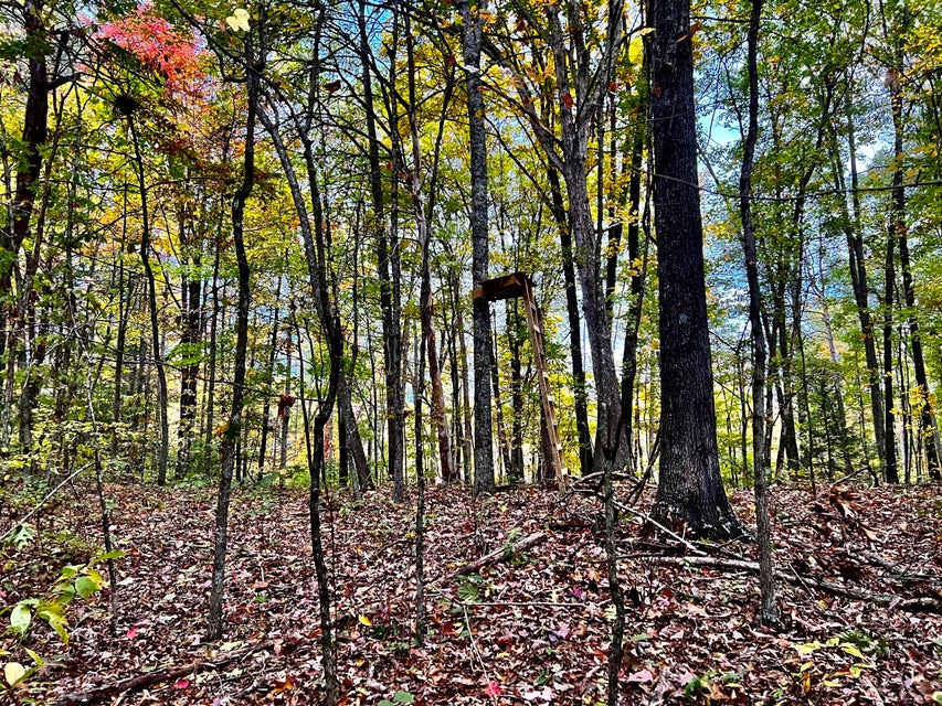 Photo #29: Tbd Grassy Creek Rd