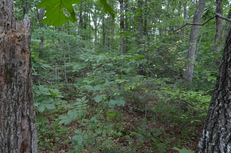 Photo #3: 421 Blackfoot Drive