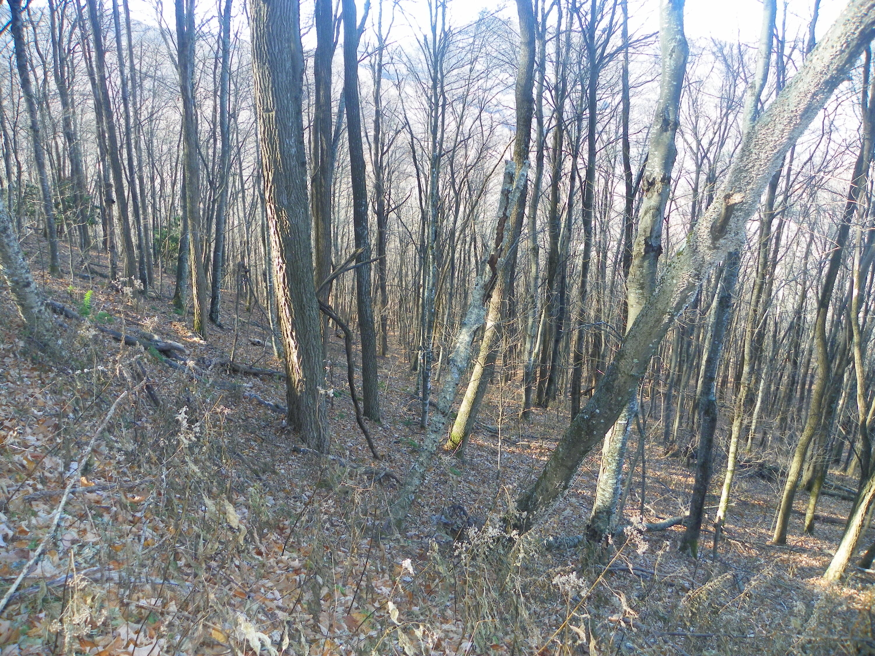 Photo #2: Tbd Sylvan Way