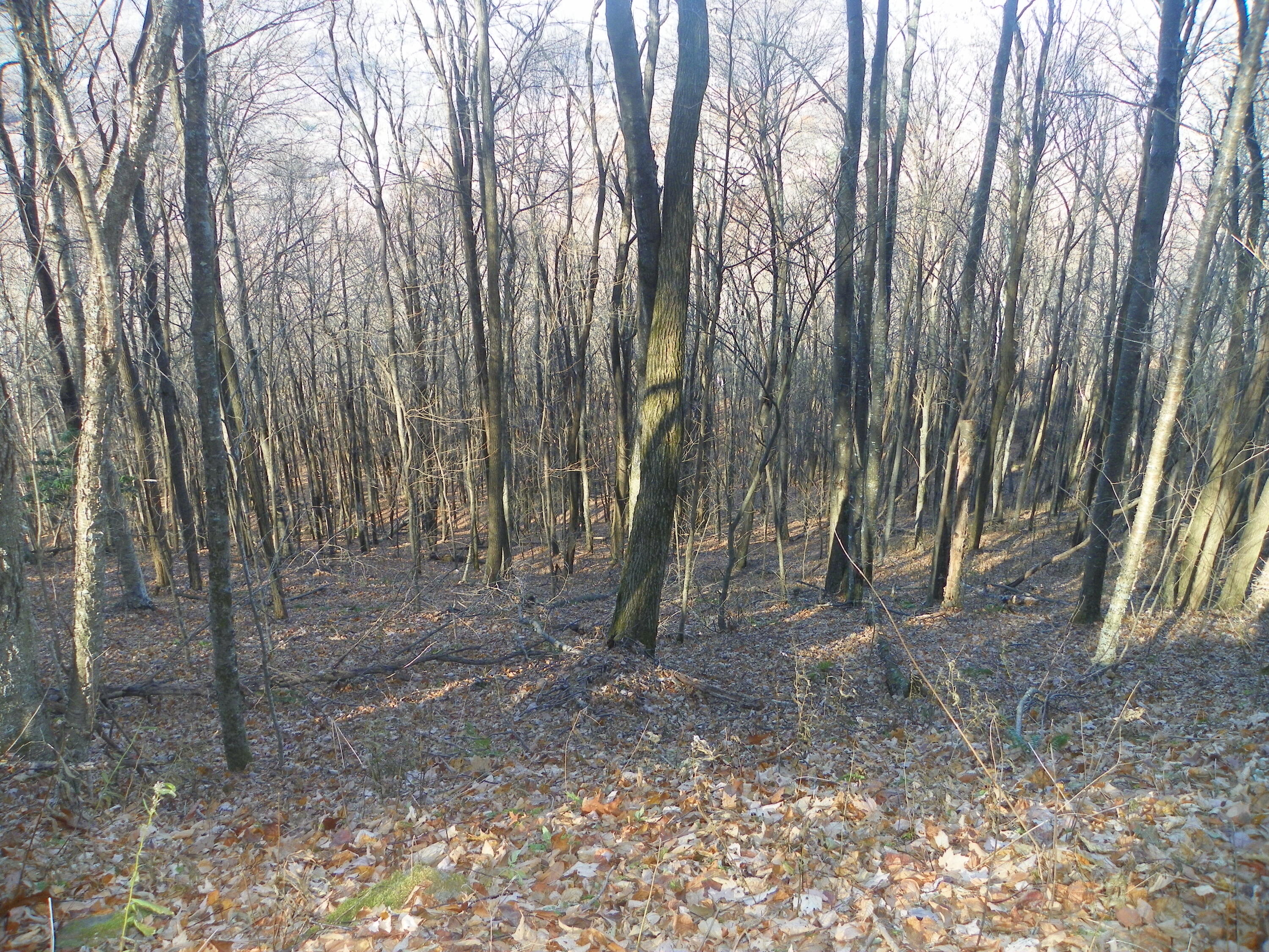 Photo #4: Tbd Sylvan Way