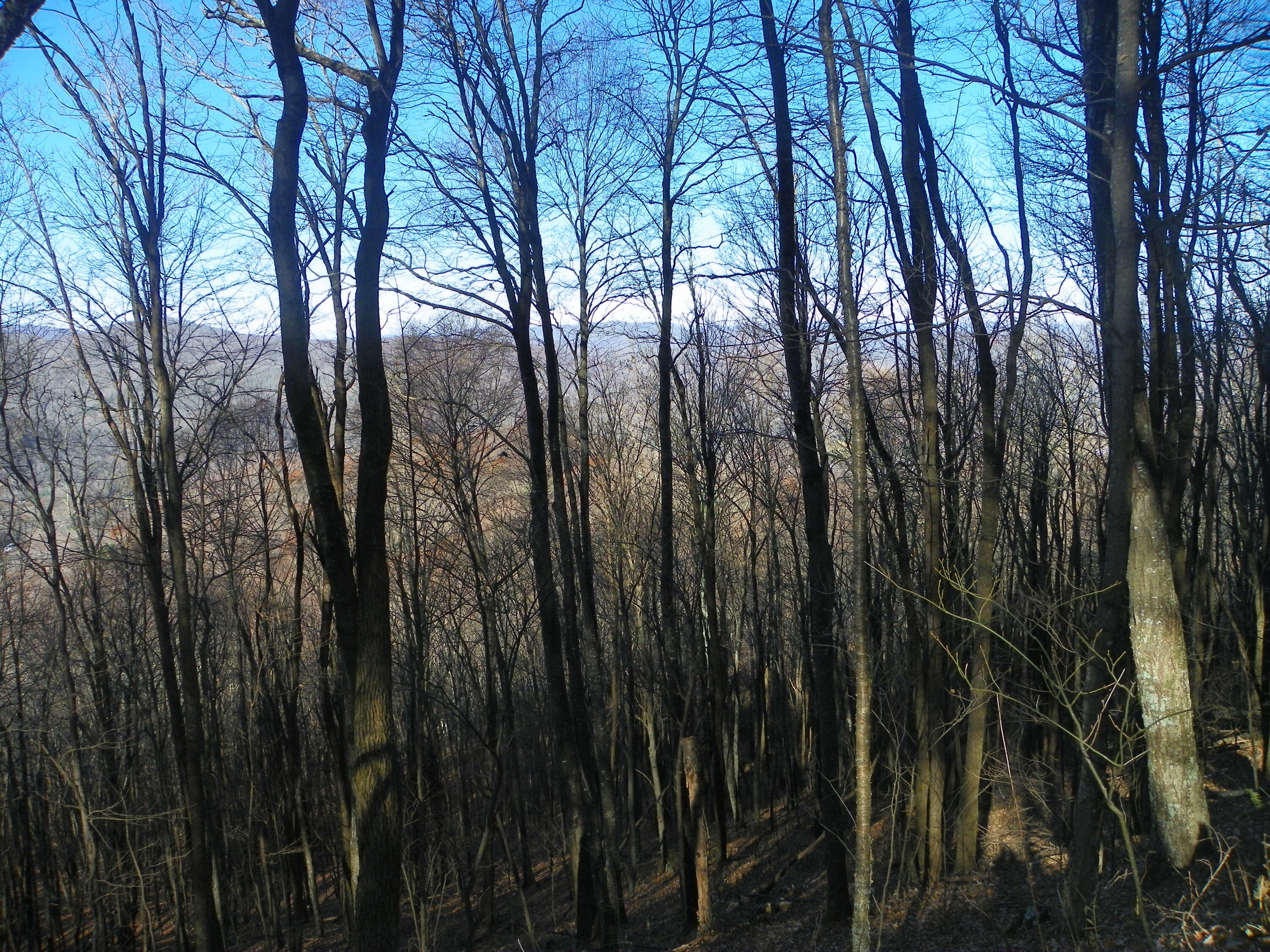 Photo #5: Tbd Sylvan Way