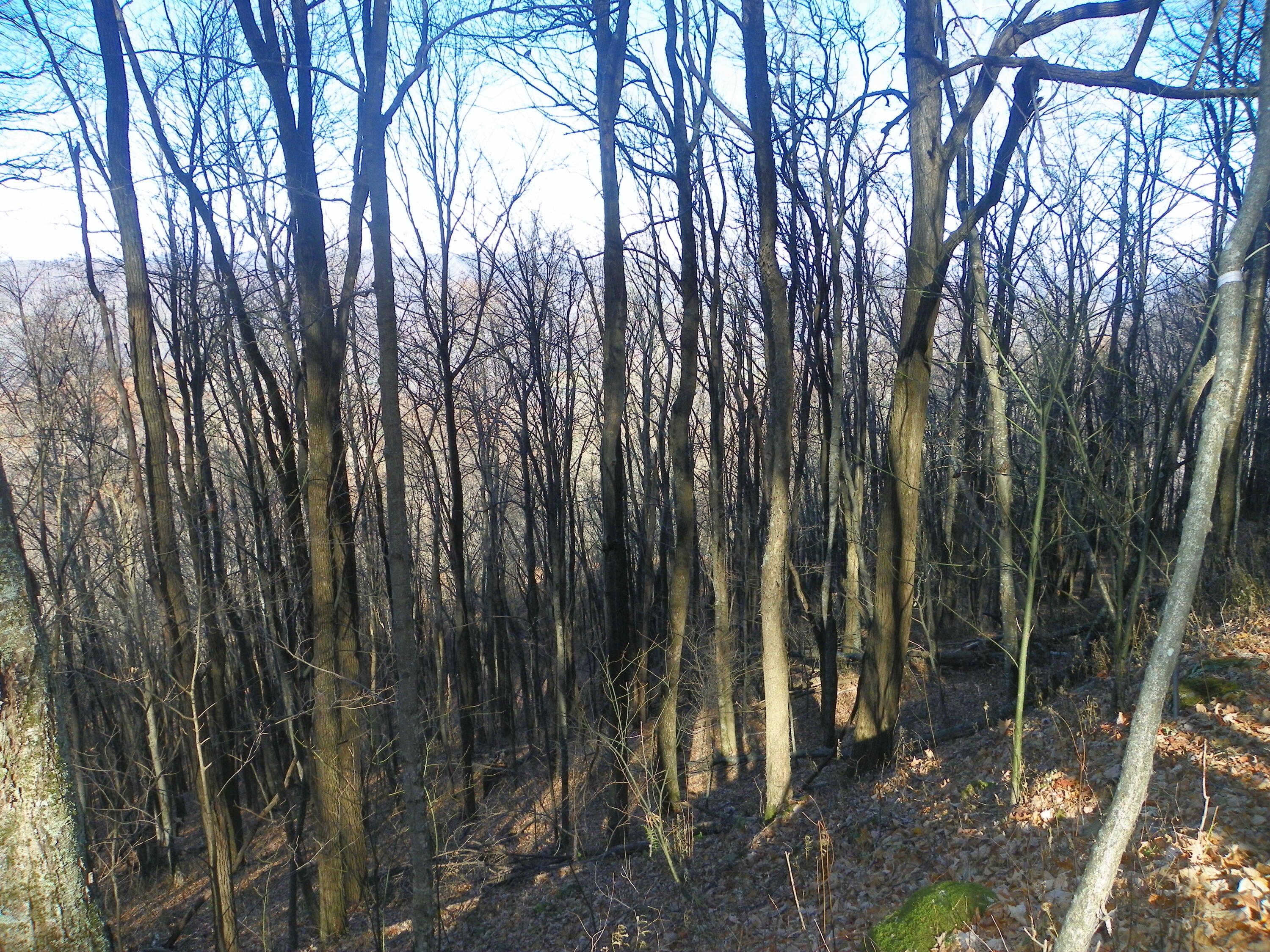 Photo #6: Tbd Sylvan Way