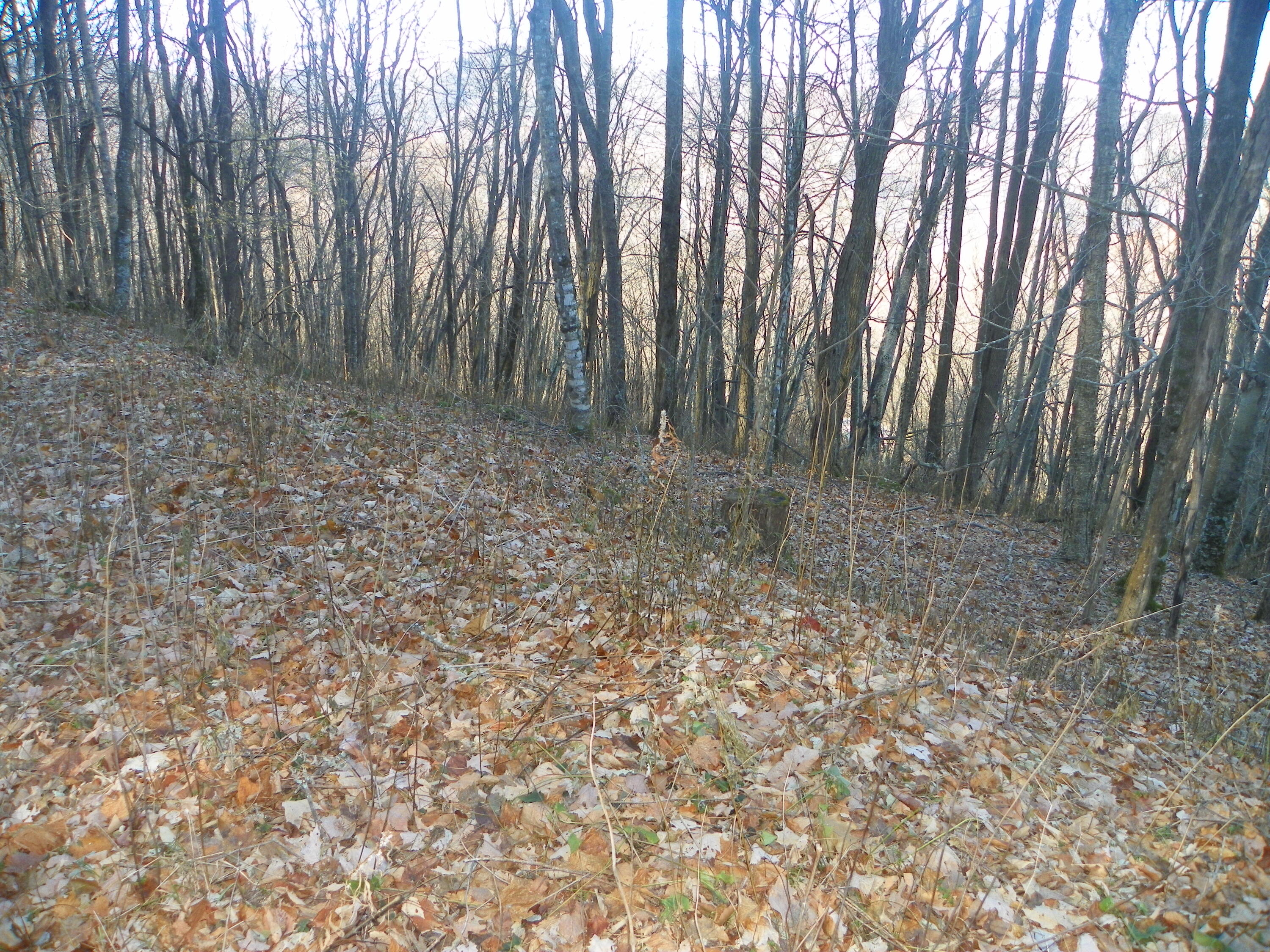 Photo #8: Tbd Sylvan Way