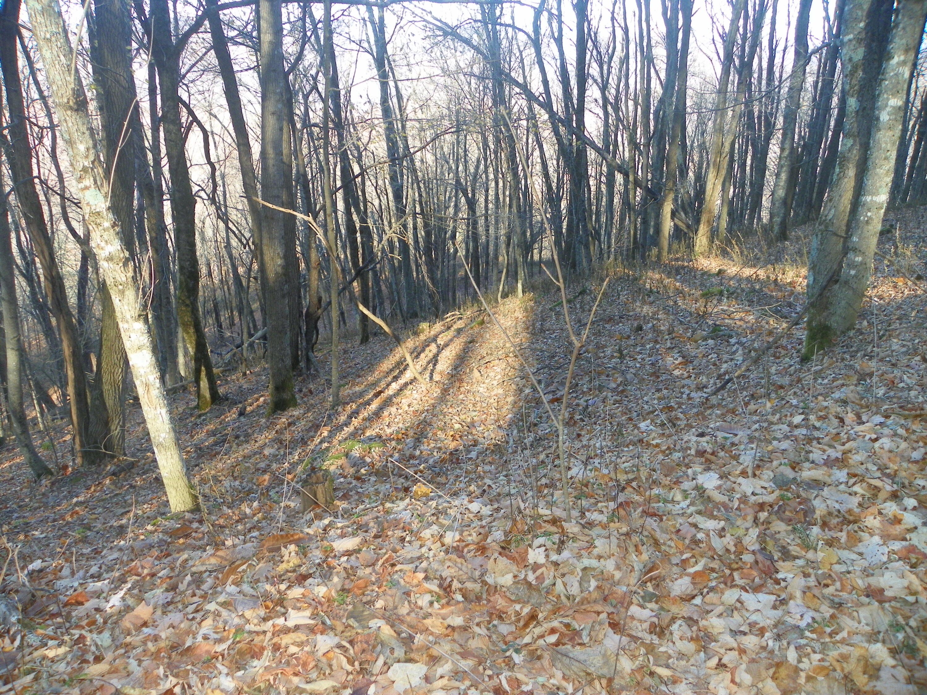 Photo #9: Tbd Sylvan Way