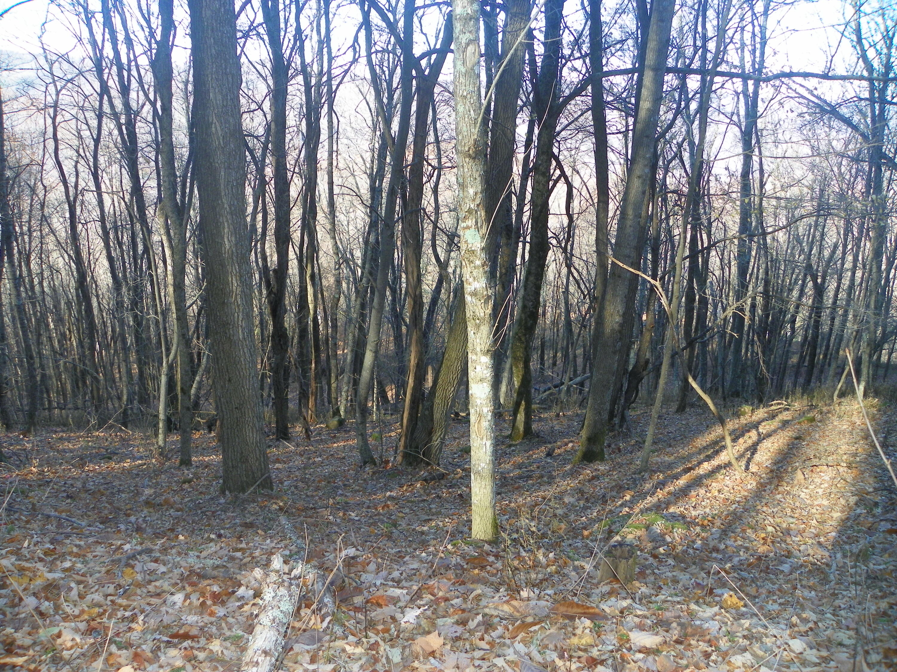 Photo #10: Tbd Sylvan Way