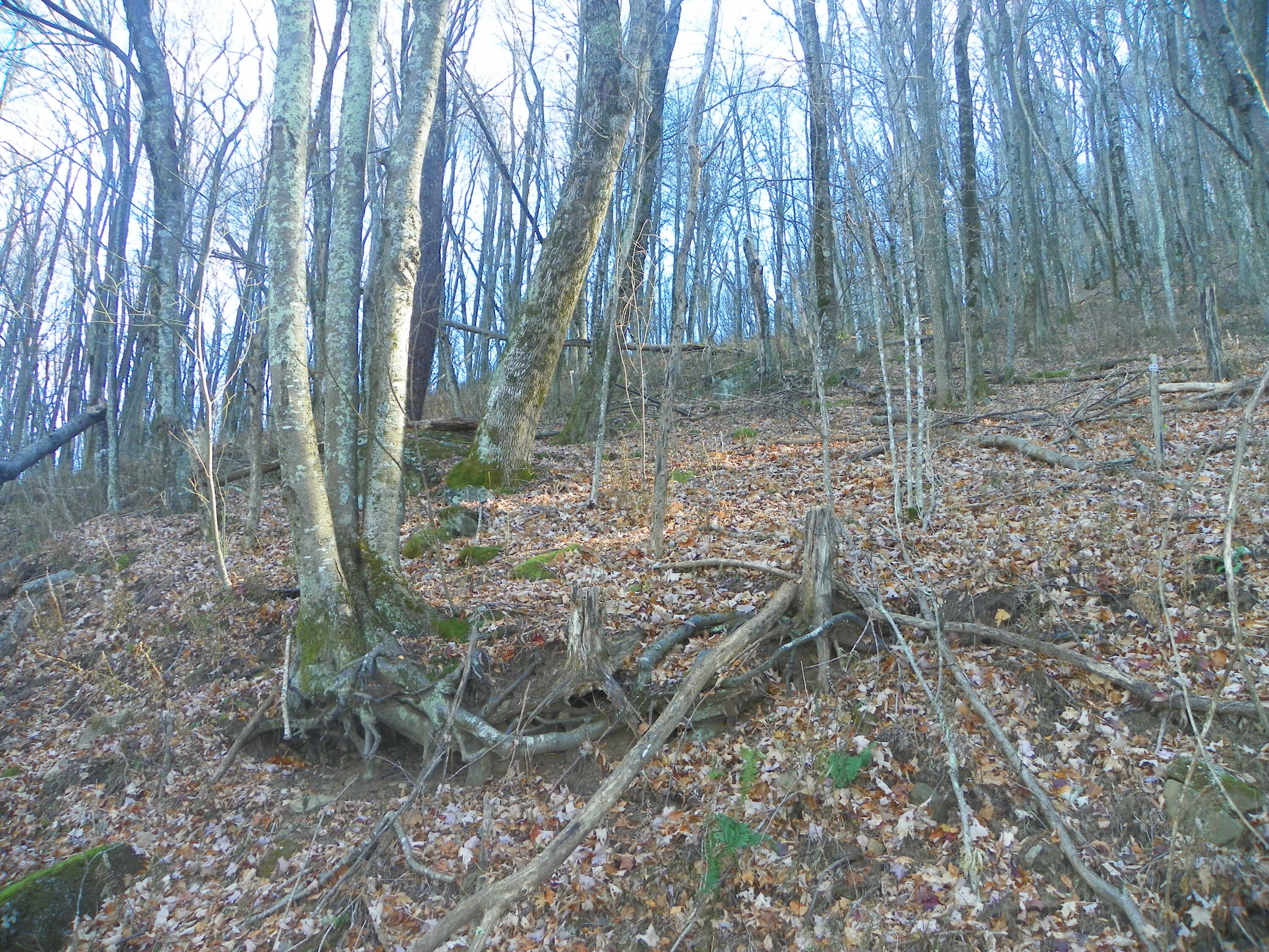 Photo #11: Tbd Sylvan Way