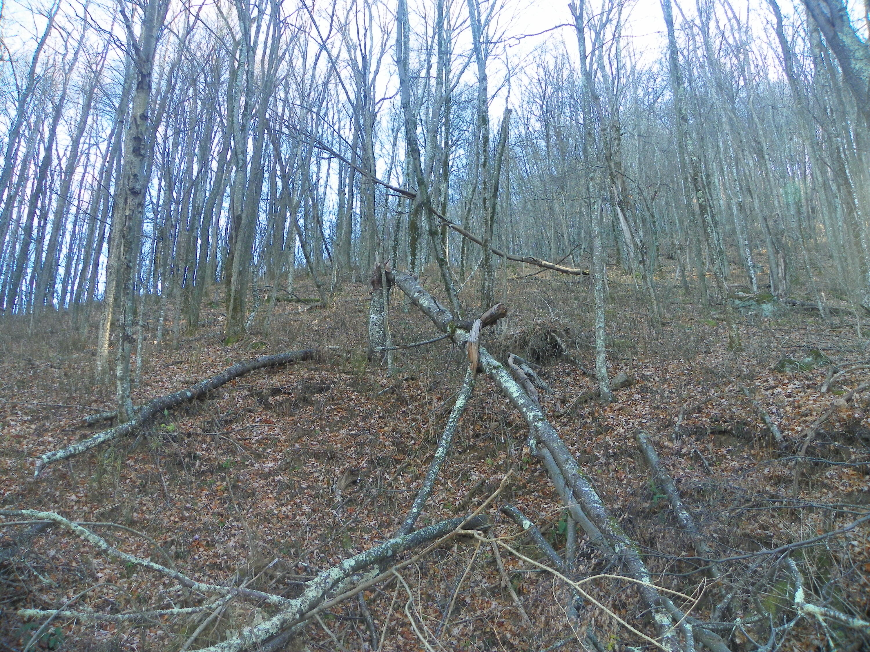 Photo #12: Tbd Sylvan Way