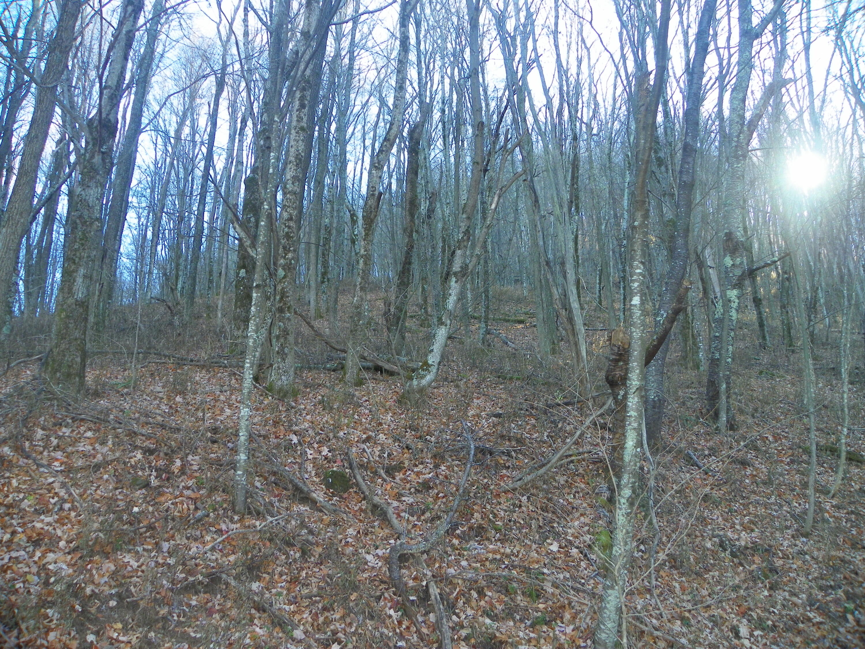 Photo #13: Tbd Sylvan Way