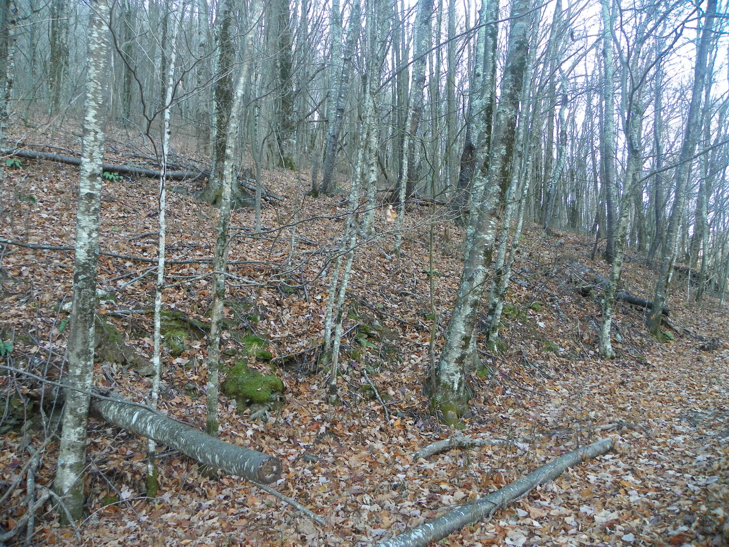 Photo #14: Tbd Sylvan Way