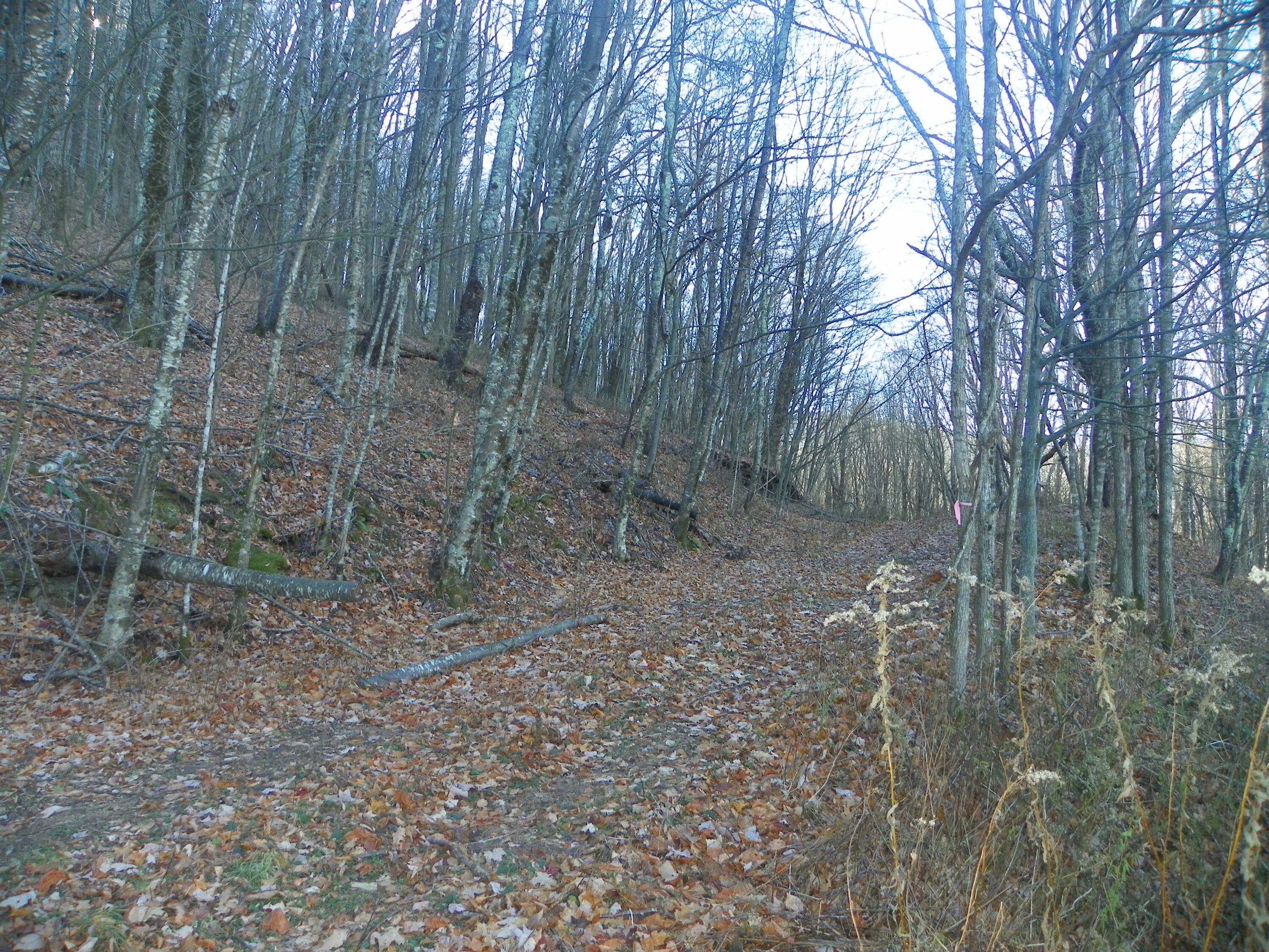 Photo #15: Tbd Sylvan Way