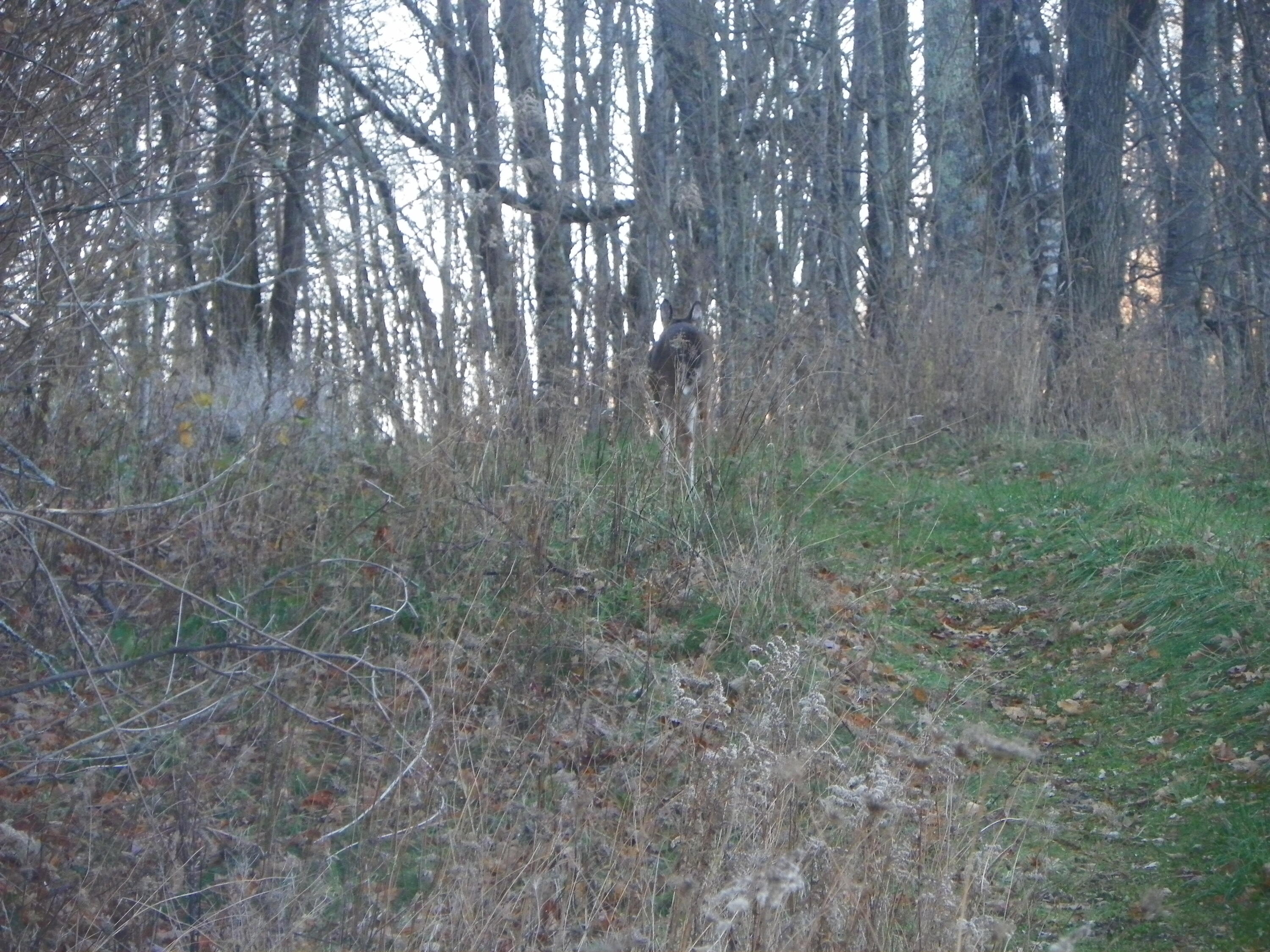 Photo #16: Tbd Sylvan Way